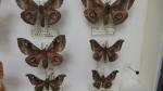 Boîte entomologique vitrée contenant 13 spécimens de lépidoptères nocturnes exotiques...