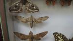 Boîte entomologique vitrée contenant 9 spécimens de
