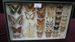 Boîte entomologique vitrée contenant 38 spécimens de