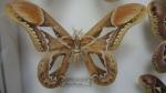 Boîte entomologique vitrée contenant 7 spécimens de lépidoptères nocturnes exotiques...
