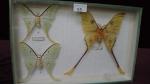 Boîte entomologique vitrée contenant 3 spécimens de lépidoptères nocturnes exotiques...