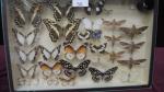 Boîte entomologique vitrée contenant 29 spécimens de