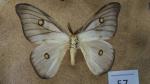 Boîte entomologique contenant 9 spécimens de lépidoptères