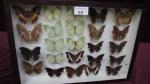Boîte entomologique vitrée contenant 24 spécimens de lépidoptères diurnes exotiques...