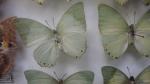 Boîte entomologique vitrée contenant 24 spécimens de lépidoptères diurnes exotiques...