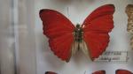 Boîte entomologique vitrée contenant 23 spécimens de lépidoptères diurnes exotiques...