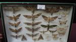 Boîte entomologique vitrée contenant environ 30 spécimens de