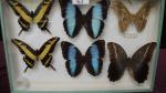 Boîte entomologique vitrée contenant 6 spécimens de lépidoptères diurnes et...