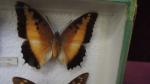 Boîte entomologique vitrée contenant 12 spécimens de lépidoptères diurnes exotiques...