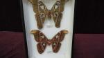 Boîte entomologique vitrée contenant 2 spécimens de lépidoptères nocturnes exotiques...
