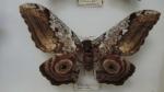 Boîte entomologique vitrée contenant 4 spécimens de lépidoptères nocturnes exotiques...