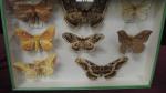 Boîte entomologique vitrée contenant 8 spécimens de lépidoptères nocturnes exotiques...