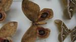 Boîte entomologique vitrée contenant 8 spécimens de lépidoptères nocturnes exotiques...
