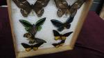 Boîte entomologique vitrée contenant 8 spécimens de lépidoptères diurnes exotiques...
