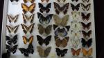 Boîte entomologique vitrée contenant 37 spécimens de lépidoptères diurnes exotiques...