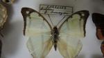 Boîte entomologique vitrée contenant 37 spécimens de lépidoptères diurnes exotiques...