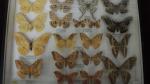 Boîte entomologique vitrée contenant 19 spécimens de lépidoptères nocturnes exotiques...