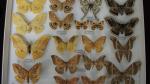 Boîte entomologique vitrée contenant 19 spécimens de lépidoptères nocturnes exotiques...