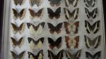Boîte entomologique vitrée contenant 25 spécimens de lépidoptères diurnes exotiques...
