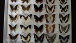 Boîte entomologique vitrée contenant 25 spécimens de lépidoptères diurnes exotiques...