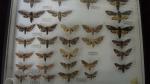 Boîte entomologique vitrée contenant 31 spécimens de lépidoptères nocturnes du...