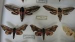 Boîte entomologique vitrée contenant 31 spécimens de lépidoptères nocturnes du...