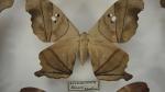 Boîte entomologique vitrée contenant 11 spécimens de lépidoptères nocturnes exotiques...