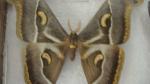 Boîte entomologique vitrée contenant 16 spécimens de lépidoptères nocturnes exotiques...