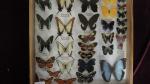 Boîte entomologique vitrée contenant 31 spécimens de lépidoptères diurnes exotiques...