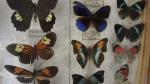 Boîte entomologique vitrée contenant 31 spécimens de lépidoptères diurnes exotiques...