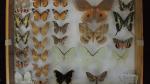 Boîte entomologique vitrée contenant 28 spécimens de lépidoptères diurnes et...