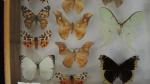 Boîte entomologique vitrée contenant 28 spécimens de lépidoptères diurnes et...