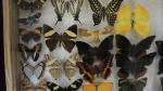 Boîte entomologique vitrée contenant environ 40 spécimens de lépidoptères diurnes...