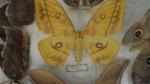 Boîte entomologique vitrée contenant 11 spécimens de lépidoptères nocturnes exotiques...
