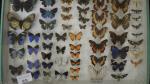 Boîte entomologique vitrée contenant 57 spécimens de lépidoptères diurnes exotiques...