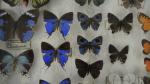Boîte entomologique vitrée contenant 57 spécimens de lépidoptères diurnes exotiques...