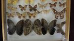 Boîte entomologique vitrée contenant 21 spécimens de lépidoptères nocturnes exotiques...