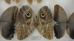 Boîte entomologique vitrée contenant 21 spécimens de lépidoptères nocturnes exotiques...