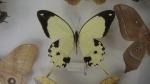 Boîte entomologique vitrée contenant 24 spécimens de lépidoptères diurnes et...