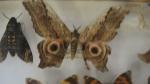 Boîte entomologique vitrée contenant 24 spécimens de lépidoptères diurnes et...