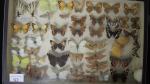 Boîte entomologique vitrée contenant 47 spécimens de lépidoptères diurnes et...