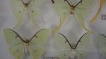 Boîte entomologique vitrée contenant 12 spécimens de lépidoptères nocturnes exotiques...