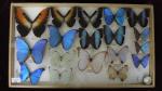 Boîte entomologique vitrée contenant 18 spécimens de lépidoptères diurnes exotiques...