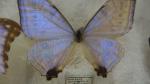 Boîte entomologique vitrée contenant 18 spécimens de lépidoptères diurnes exotiques...