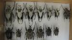 Boîte entomologique vitrée contenant 13 spécimens de coléoptères Goliath dont...