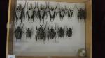 Boîte entomologique vitrée contenant 13 spécimens de coléoptères Goliath dont...