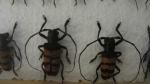 Boîte entomologique vitrée contenant environ 95 spécimens de coléoptères Cerambycidaeexotiques...