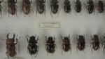 Boîte entomologique vitrée contenant 60 spécimens de coléoptères Lucanidae exotiques...