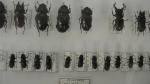 Boîte entomologique vitrée contenant 60 spécimens de coléoptères Lucanidae exotiques...