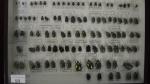 Boîte entomologique vitrée contenant environ 100 spécimens de coléoptères Cetonidae...